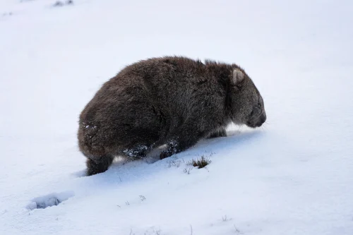 Hình nền capybara 27