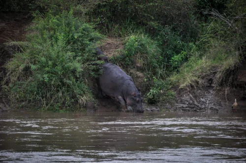 Hình nền capybara 28