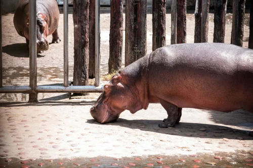 Hình nền capybara 29