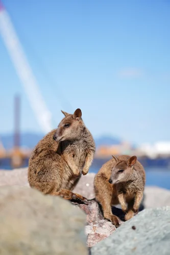 Hình nền capybara 32