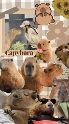 Hình nền capybara 135