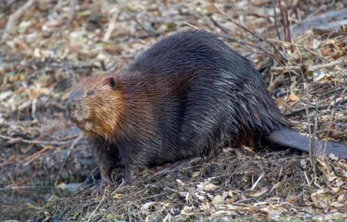 Hình nền capybara 4