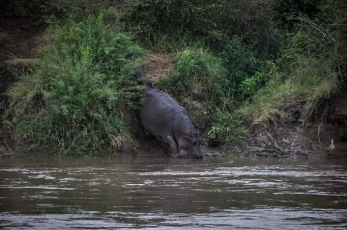 Hình nền capybara 6
