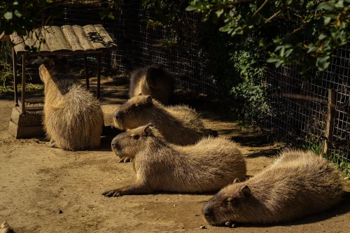 Hình nền capybara 10