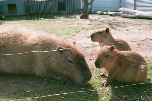 Hình nền capybara 12