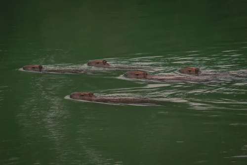 Hình nền capybara 13