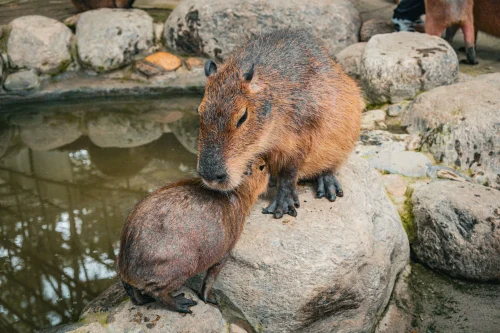 Hình nền capybara 16