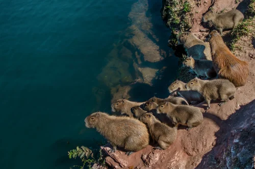 Hình nền capybara 21
