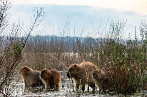 Hình nền capybara 22