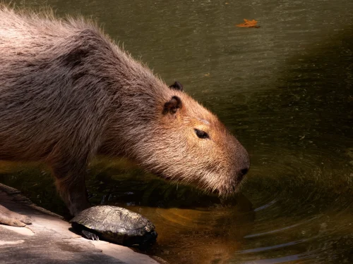 Hình nền capybara 23