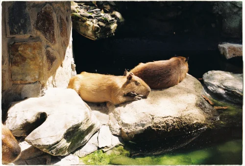 Hình nền capybara 25