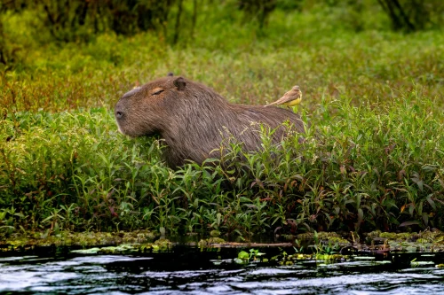 Hình nền capybara 27