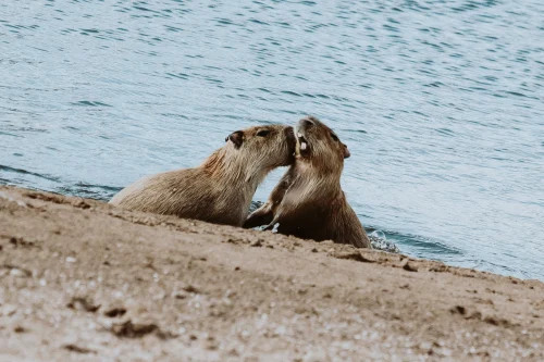 Hình nền capybara 30