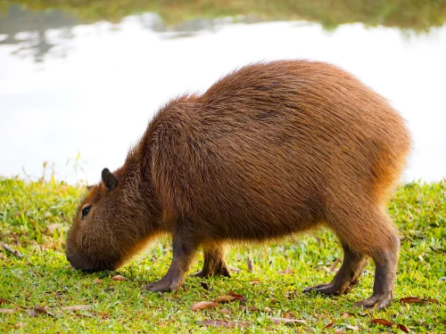 Hình nền capybara 31