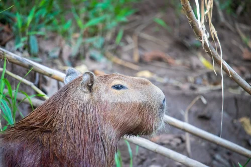 Hình nền capybara 33