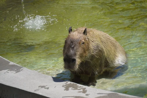 Hình nền capybara 35