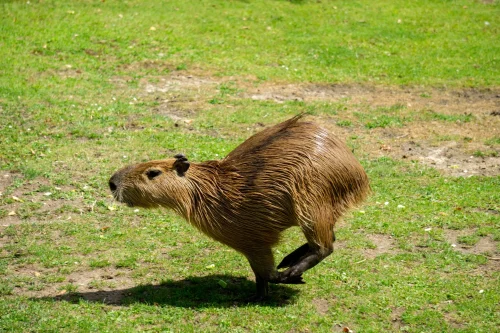 Hình nền capybara 36