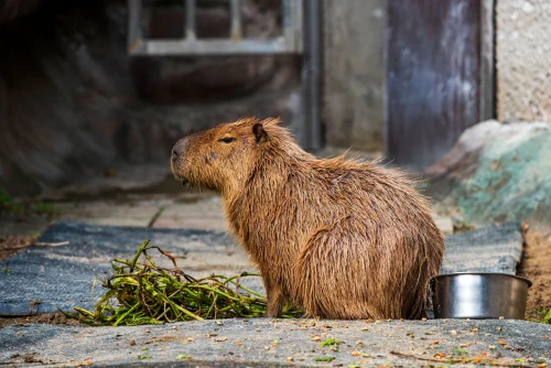 Hình nền capybara 38