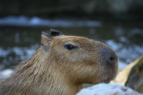 Hình nền capybara 39