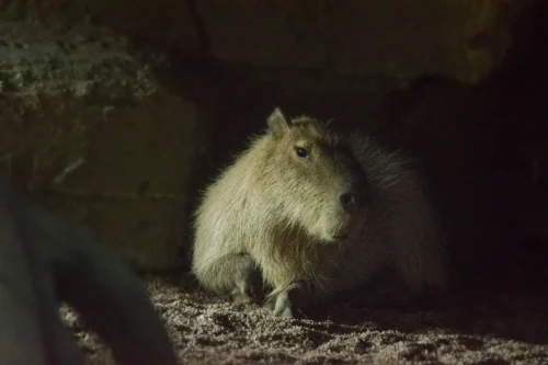 Hình nền capybara 40