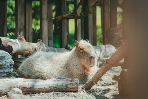 Hình nền capybara 41