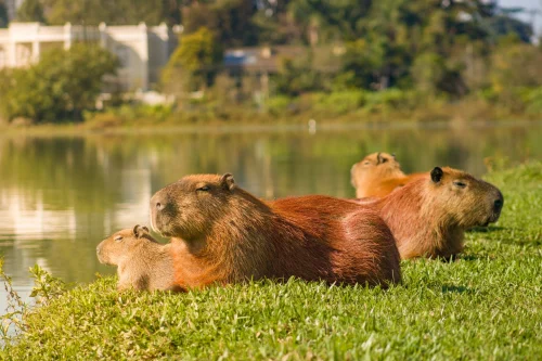 Hình nền capybara 42