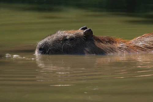 Hình nền capybara 43