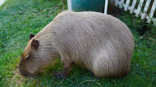 Hình nền capybara 44