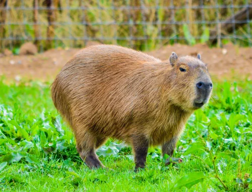 Hình nền capybara 46