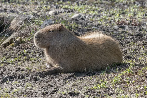 Hình nền capybara 51