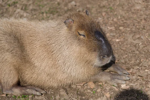 Hình nền capybara 52