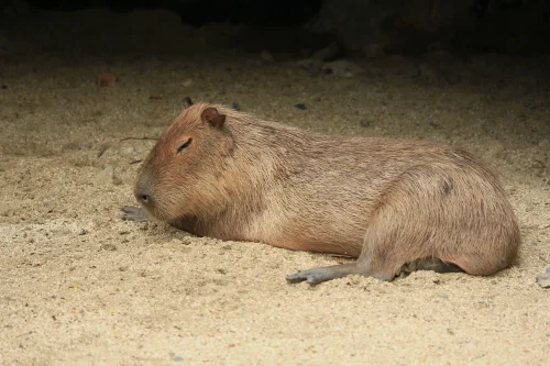 Hình nền capybara 53