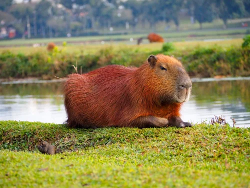 Hình nền capybara 54