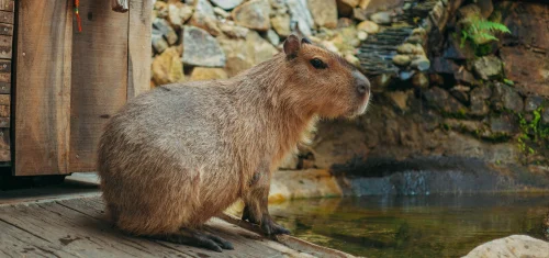 Hình nền capybara 57