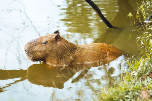 Hình nền capybara 58