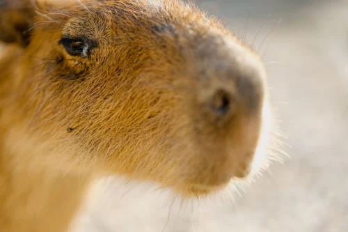Hình nền capybara 59