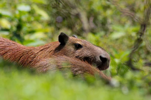 Hình nền capybara 61