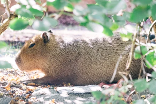 Hình nền capybara 62