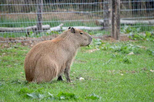 Hình nền capybara 66