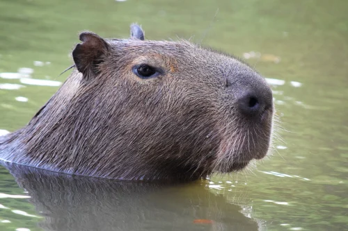 Hình nền capybara 67