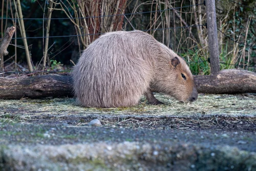 Hình nền capybara 70