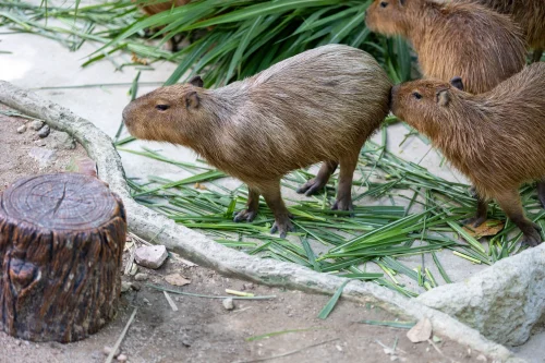 Hình nền capybara 71