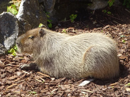 Hình nền capybara 72