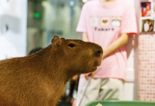 Hình nền capybara 73