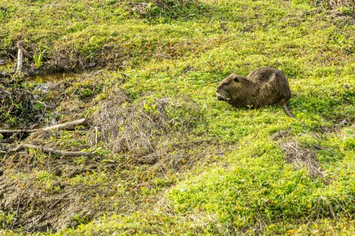 Hình nền capybara 74