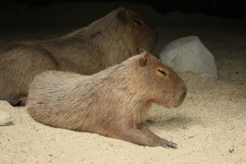 Hình nền capybara 76