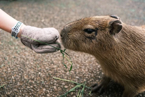 Hình nền capybara 77