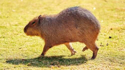 Hình nền capybara 79