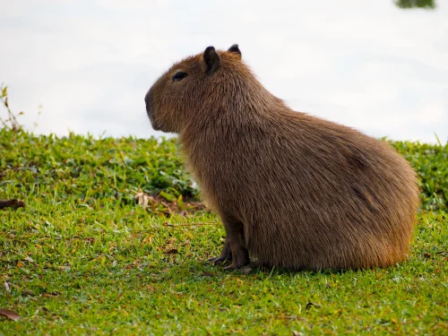 Hình nền capybara 80