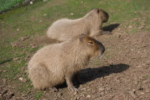 Hình nền capybara 81
